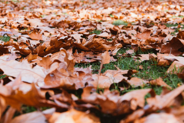 herbstblatter im herbst park